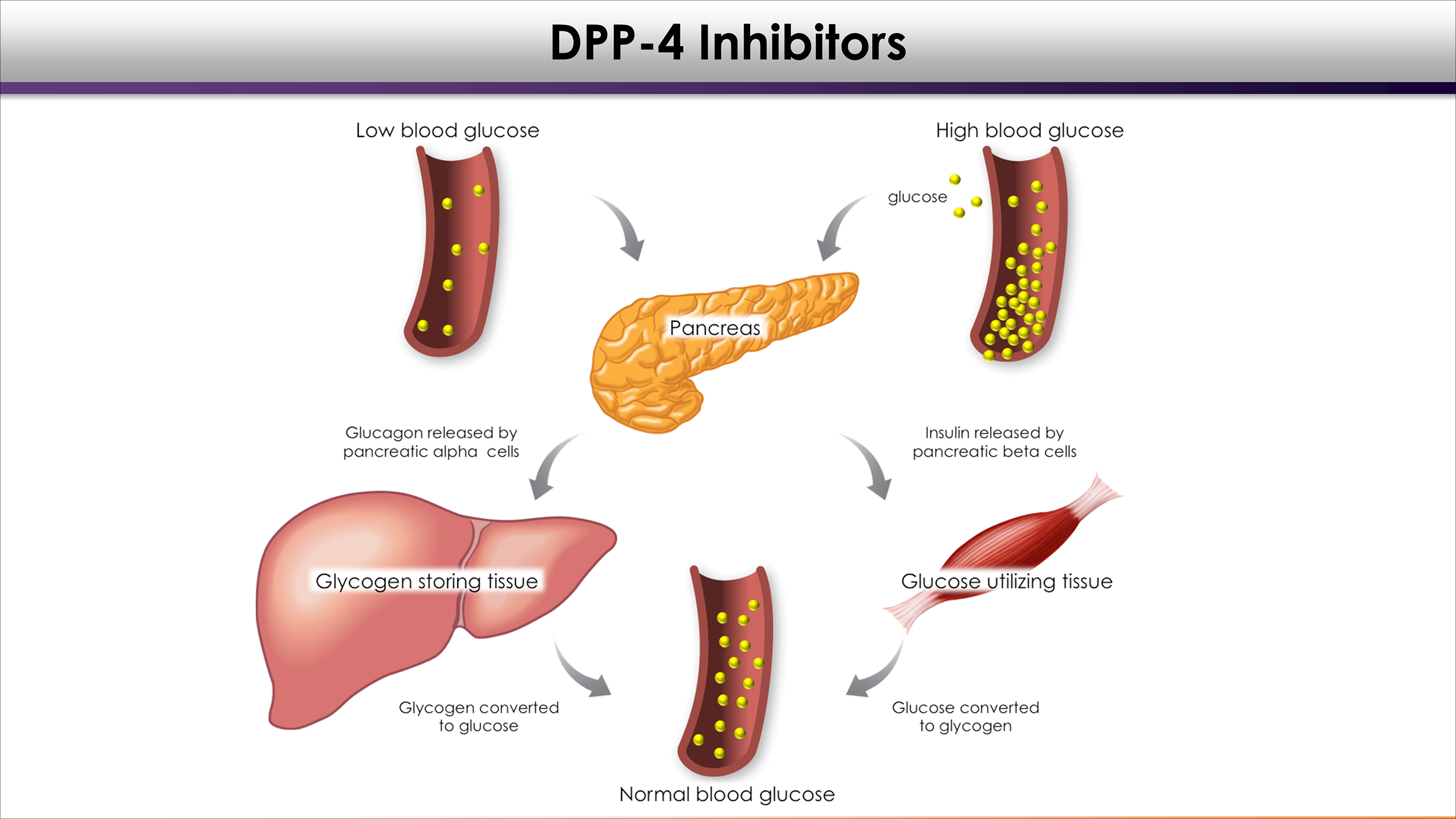 Illustration DPP 4 Inhibitors