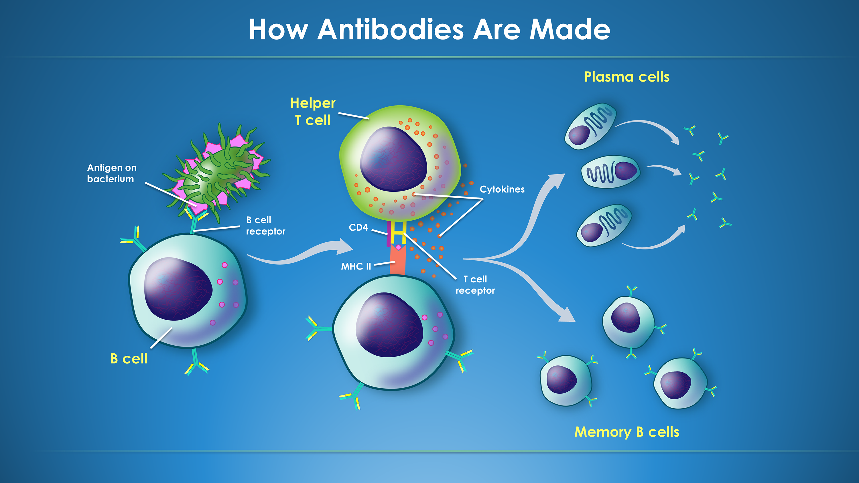 Illustration antibodies
